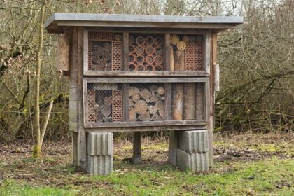 Æteriske olier mod hvepse: Naturlige midler til en sikker sommer