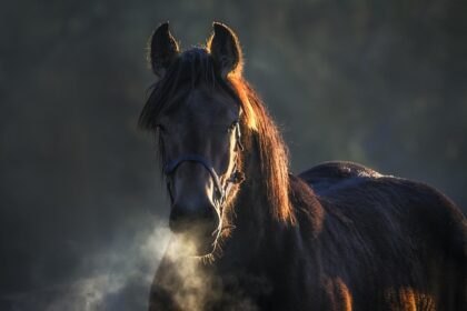 Myter og fakta om laserbehandling af øjne