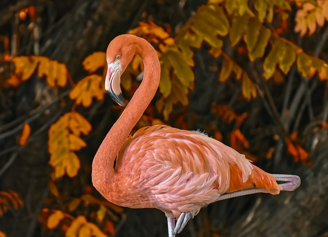 Ingen grænser for kreativiteten: De mest imponerende flamingoskæringer vi nogensinde har set