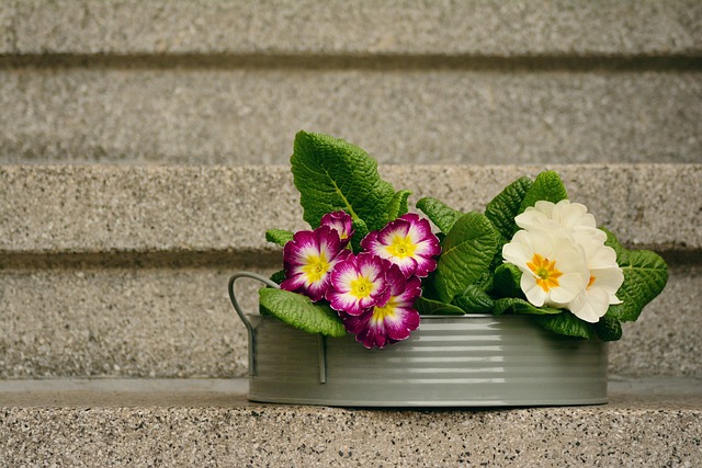 Få inspiration til at indrette med Primula fra Infinity Hearts: Fra blomsterbede til potter og hængende kurve