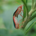 Væggelus-alarm: De nyeste metoder til bekæmpelse i aalborg