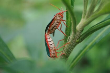 Væggelus-alarm: De nyeste metoder til bekæmpelse i aalborg
