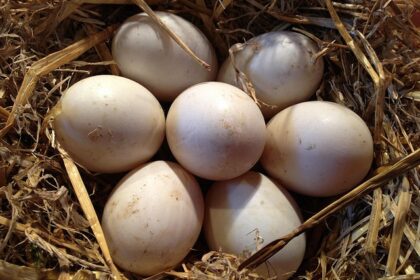 Fugleæg i børnehøjde: Sjove fakta for nysgerrige børn