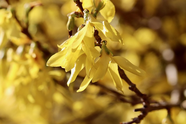 Fascinerende fakta om Forsythia-blomsten, du ikke vidste
