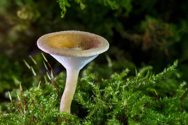 Lions mane: Svampen der styrker din hjerne