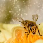 Naturlige insektdræber: Opdag de mest effektive naturlige midler mod insekter