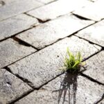 Grøn omstilling i erhvervslivet: Fra vision til virkelighed