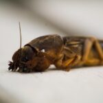 Fra fælder til ultralyd: Test af populære metoder mod muldvarpe