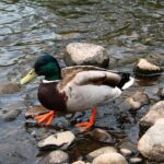 Krydsordets verden: Forstå de forskellige typer og deres løsninger