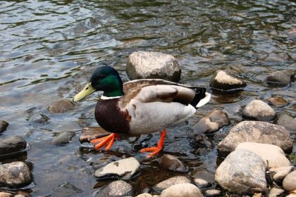 Krydsordets verden: Forstå de forskellige typer og deres løsninger