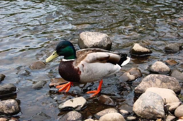 Krydsordets verden: Forstå de forskellige typer og deres løsninger