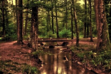 Derfor går wellness-verdenen amok over nad+