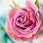 Forårsblomster fra Doomoo: Sådan får du den perfekte blomstring i din have