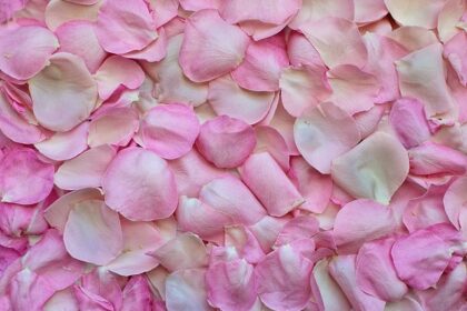Fra knop til blomst: Sådan får du dine roser til at blomstre smukt på rosenbænken