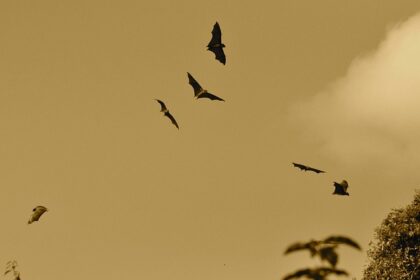 Hvordan fungerer en flagermuslygte? Alt du skal vide