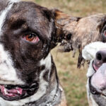 Mundkurv til beskyttelse: Hvordan det kan hjælpe din hund i farlige situationer