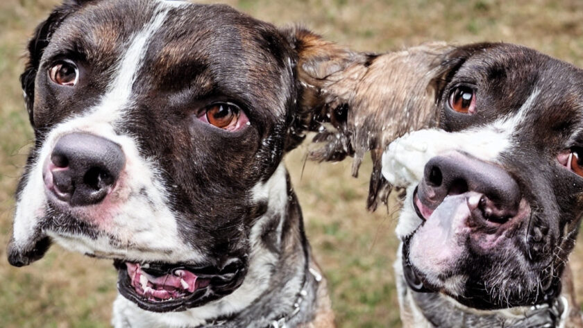 Mundkurv til beskyttelse: Hvordan det kan hjælpe din hund i farlige situationer